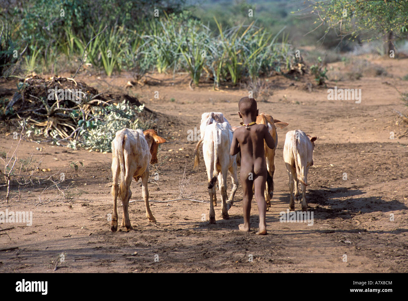 A small boy walks with some cattle to find water, near the Hamar village in Ethiopia's Omo River Region, Africa. Stock Photo