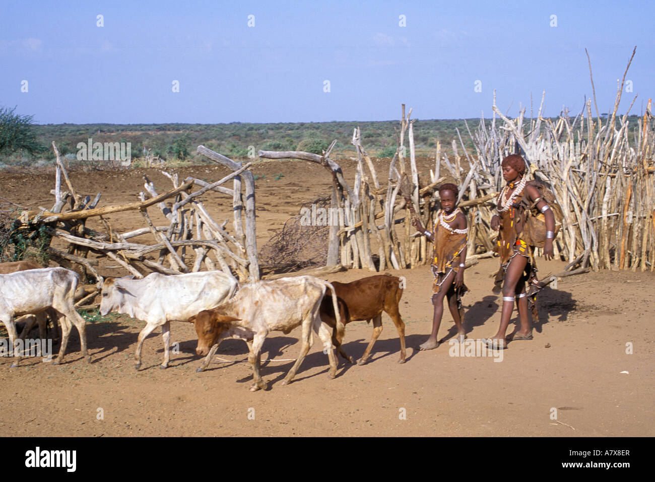 Two Hamar youth walk with some cattle, in Ethiopia's Omo region, Africa. Stock Photo