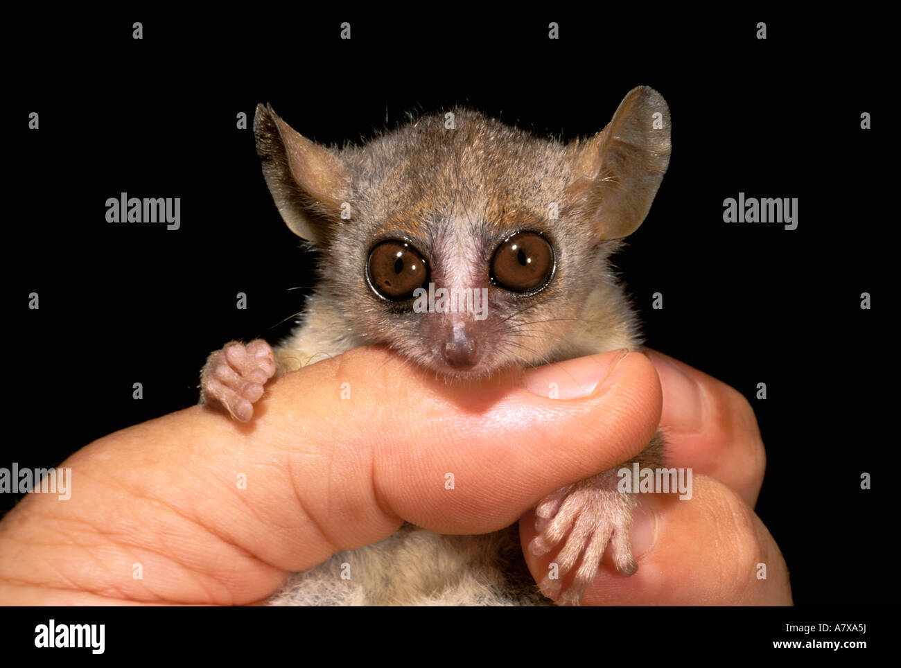 Mouse Lemur Hand High Resolution Stock Photography And Images Alamy
