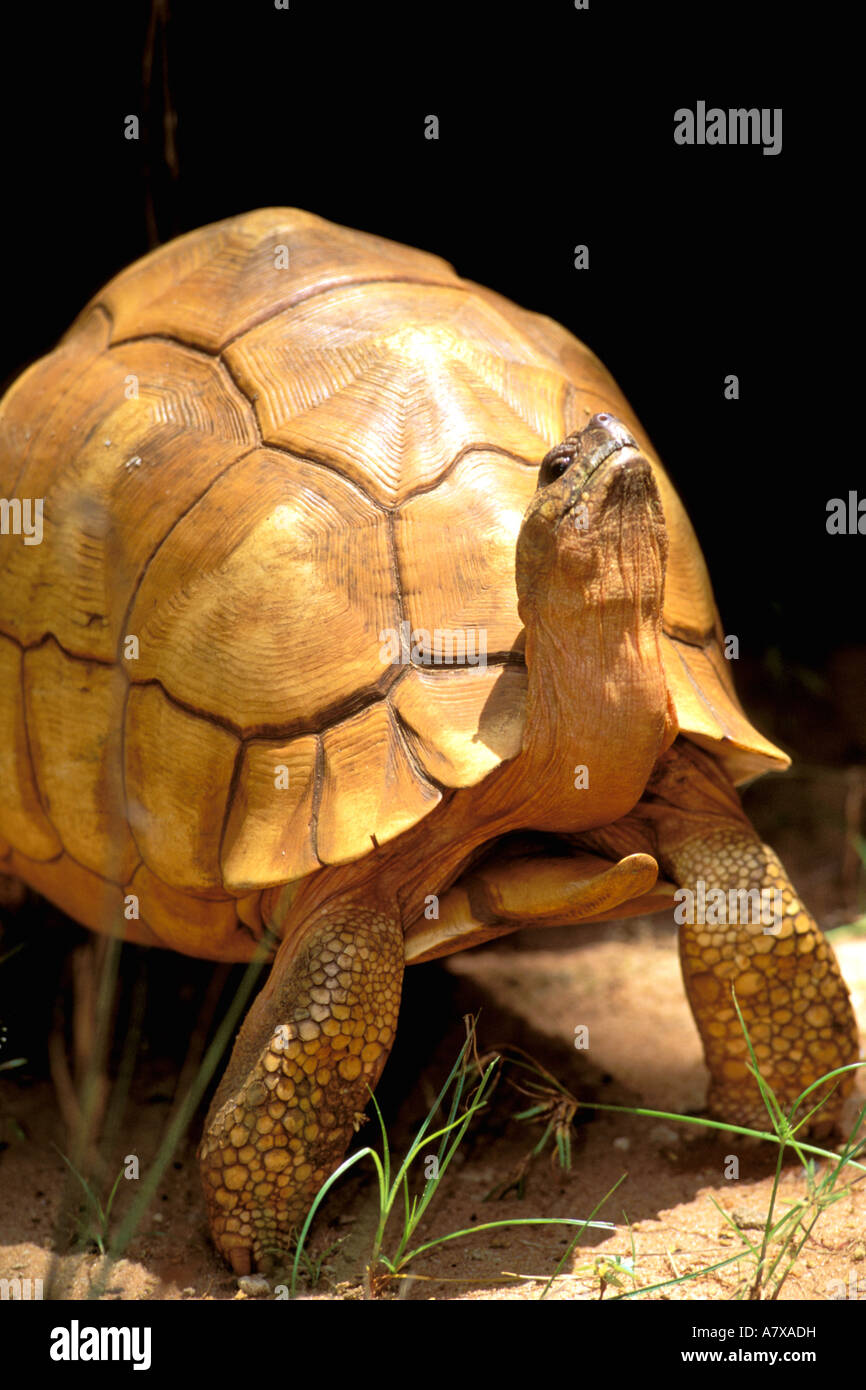 Africa, Madagascar, Ampijeroa forest station. Plough-share tortoise (Geochelone yniphora) Stock Photo