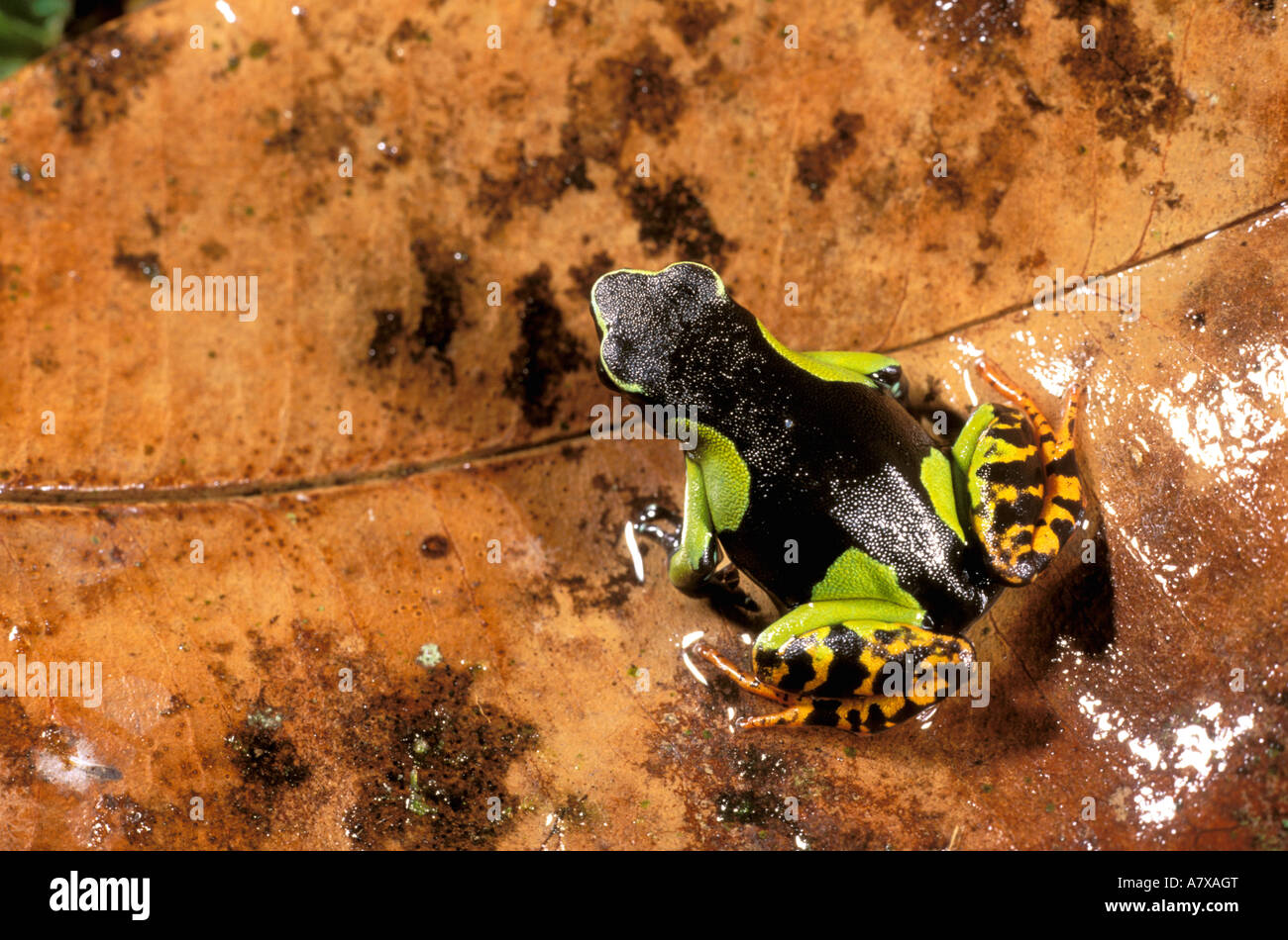 Africa, Madagascar, Nosy Mangabe. Mantella frog (Mantella madagascariensis) Stock Photo