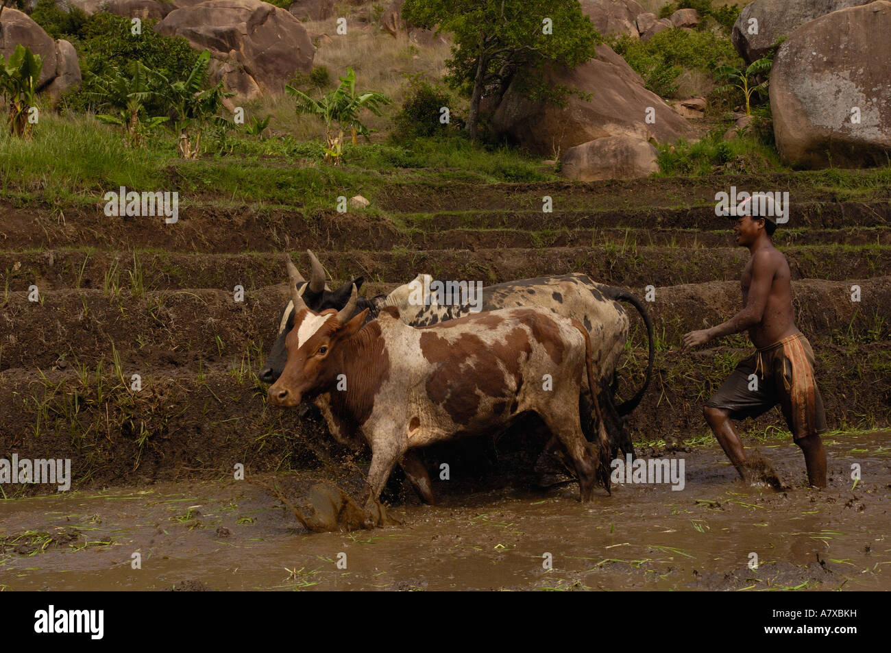 Betsileo people 'ploughing' rice paddies. South-central highlands of MADAGASCAR. Stock Photo