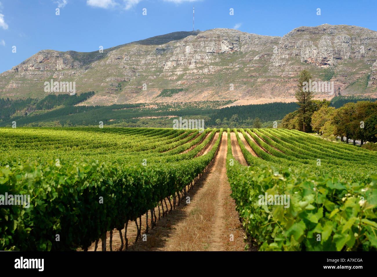 Vineyards of the Groot Constantia wine estate in Cape Town with Elephant's Eye mountain in the