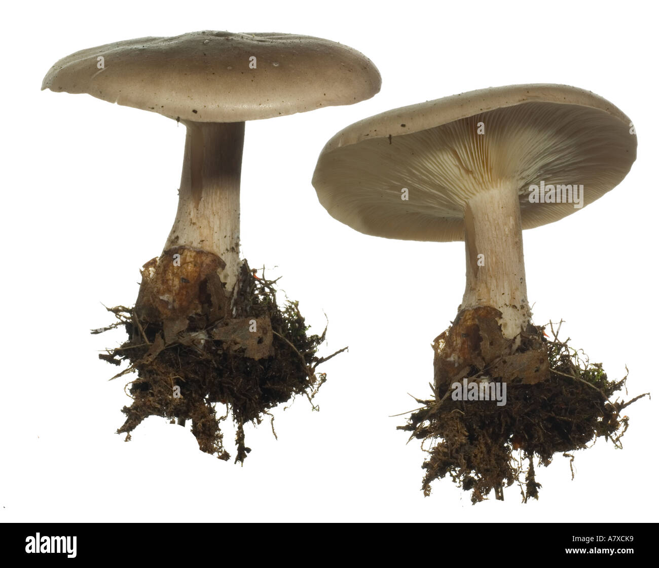 Decurrent hi-res stock photography and images - Alamy