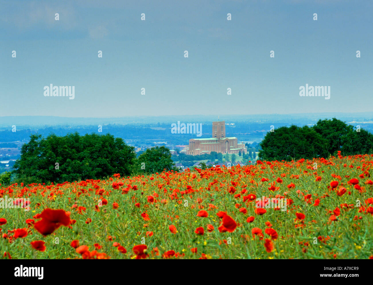 Guildford Cathedral from Poppy field on North Downs Way Surrey England Stock Photo
