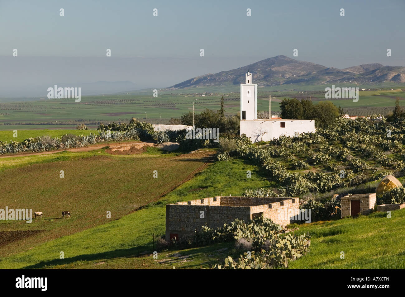 MOROCCO, Meknes (Area): Small Village Mosque & Farm Stock Photo