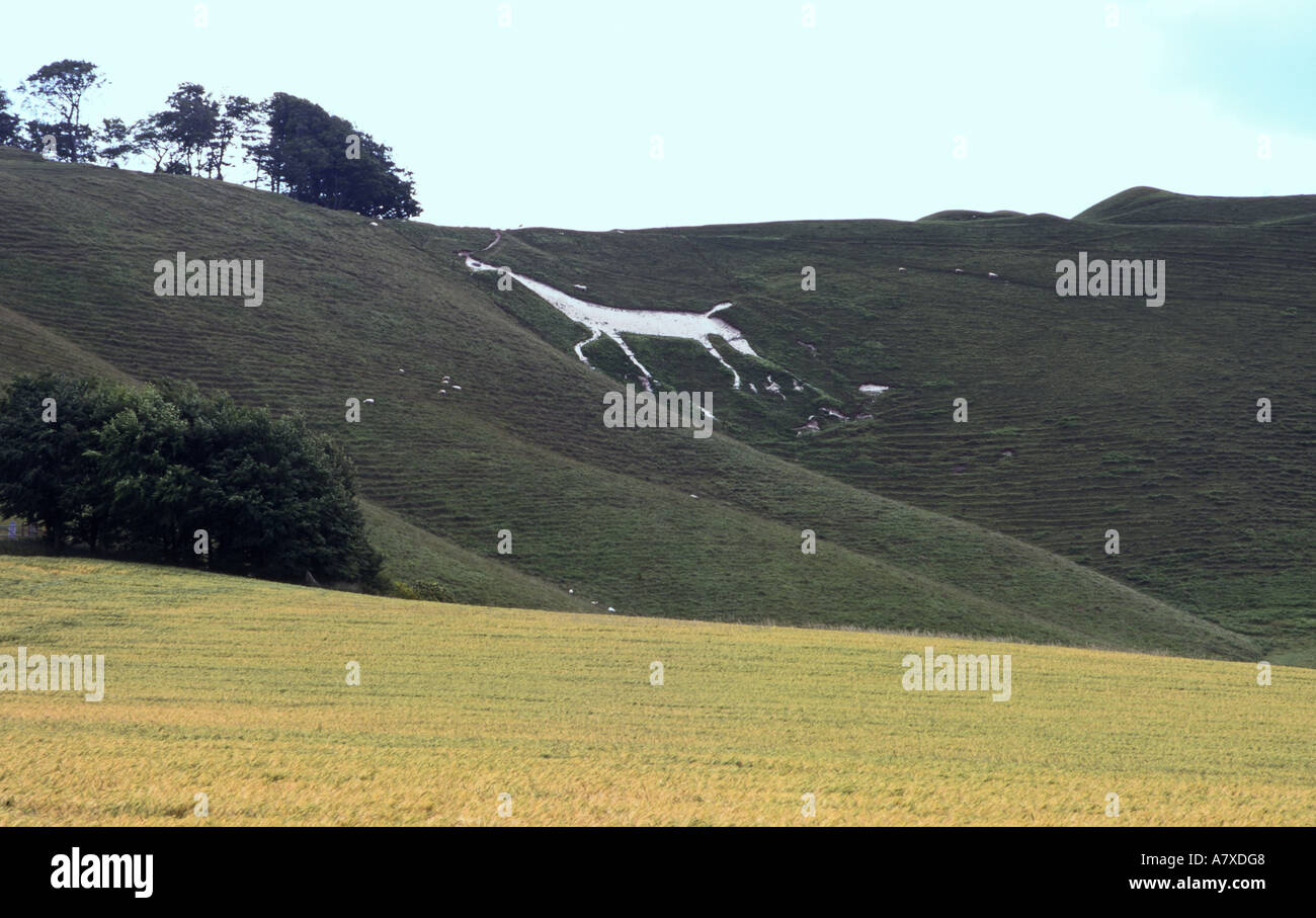 White Horse chalk carving Calne Wiltshire England Stock Photo Alamy
