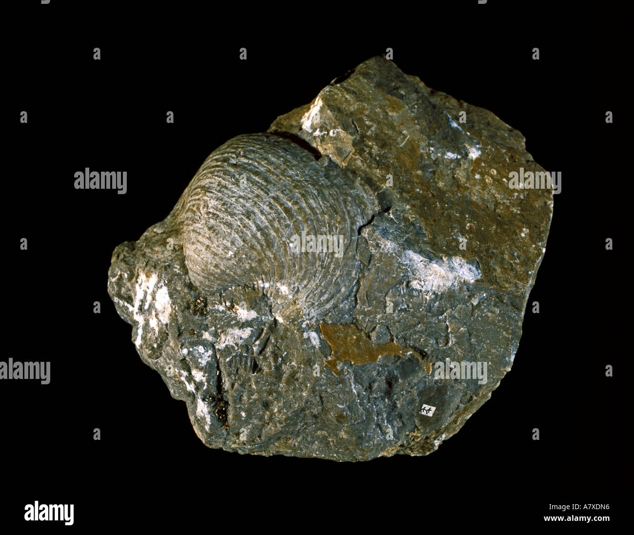 Fossil Brachipod Productus sp Lower Carboniferous Limestone Whitewell Lancashire England 5cm across Stock Photo