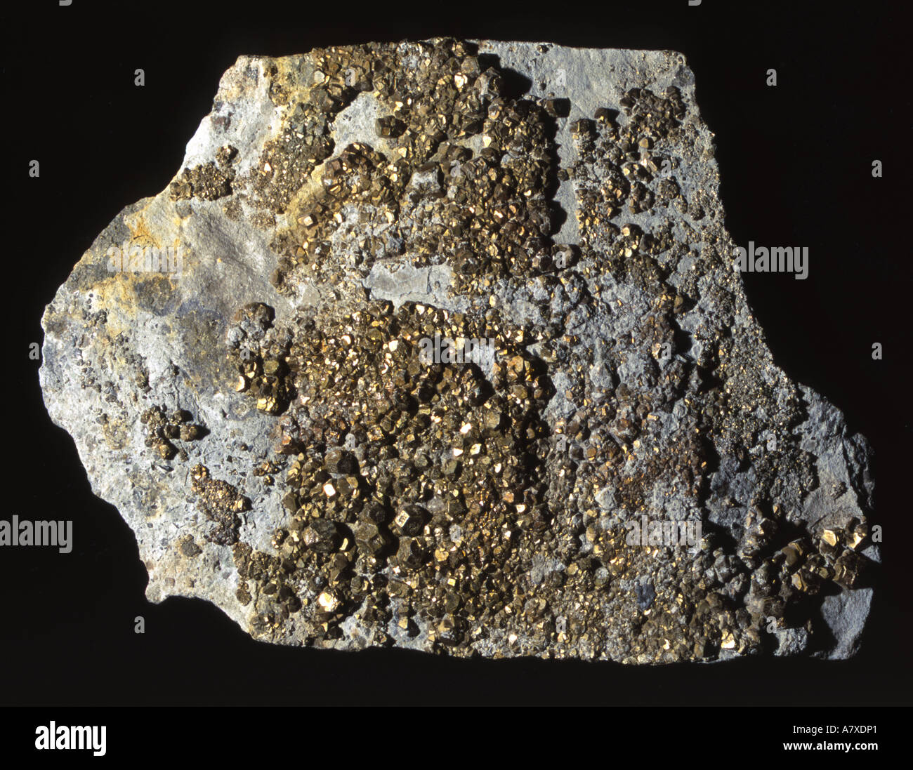 Fossil Pyrite Crystals Fools Gold Late Triassic Westbury on Severn