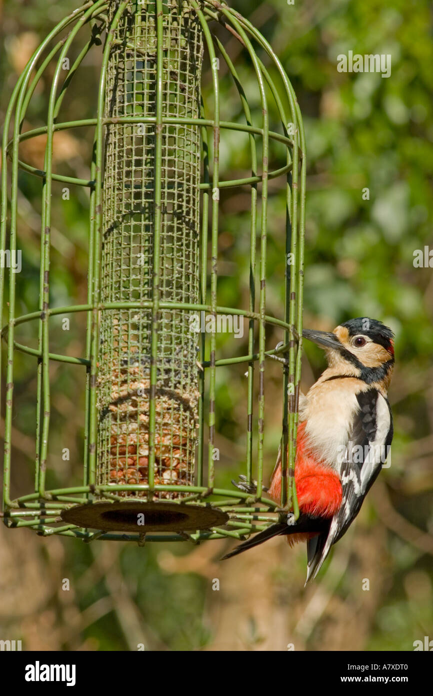 Squirrel Proof Bird Feeder Stock Photos Squirrel Proof Bird