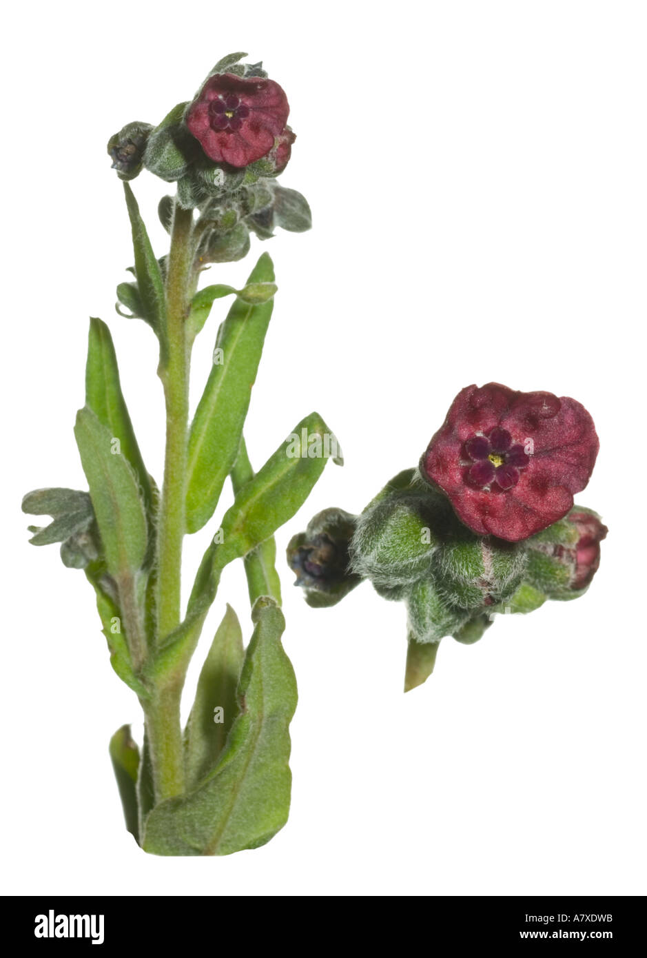 Hound's Tongue Full plant and macro flowerhead Surrey England Stock Photo