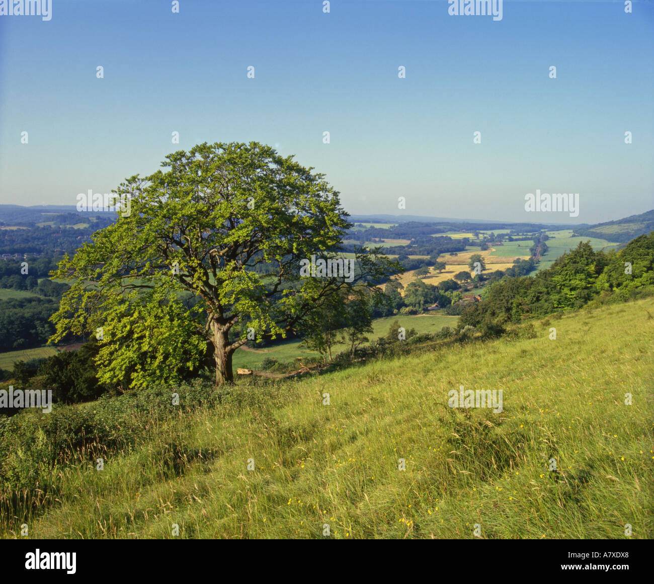 Ranmore Common looking south to North Downs Important Chalk Downland Managed by National Trust Surrey England Stock Photo