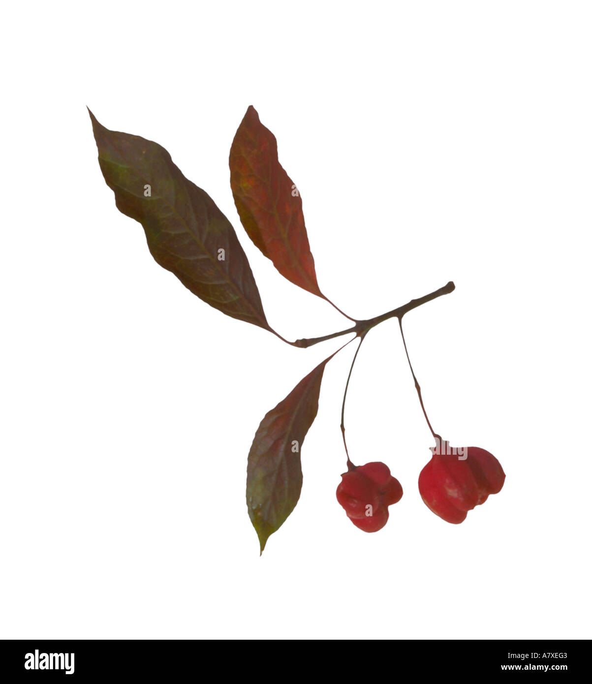 Spindle berries red autum leaves Surrey England Stock Photo
