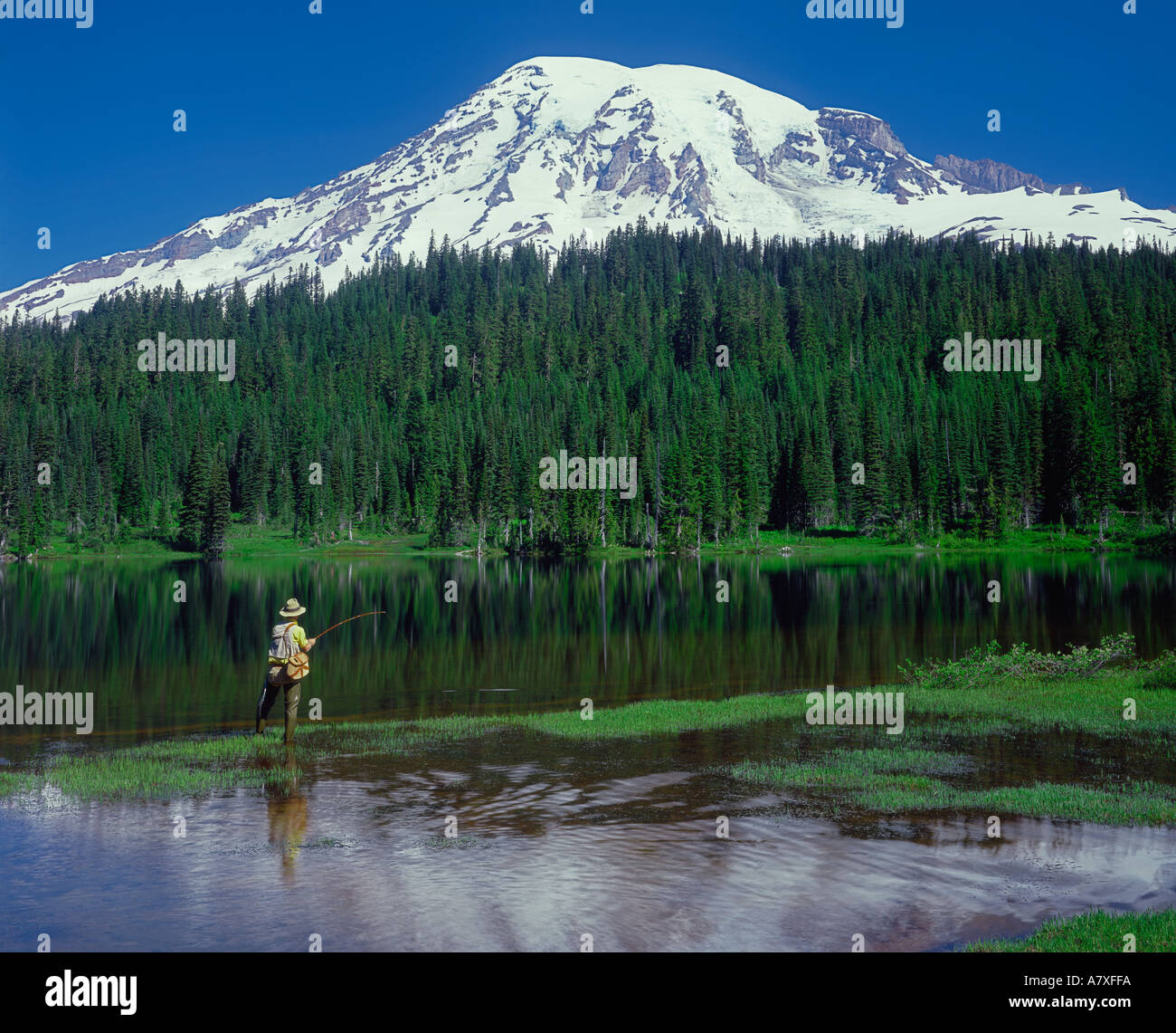 fisherman in Mt Rainier in Mt Rainier National Park Washington State USA Stock Photo
