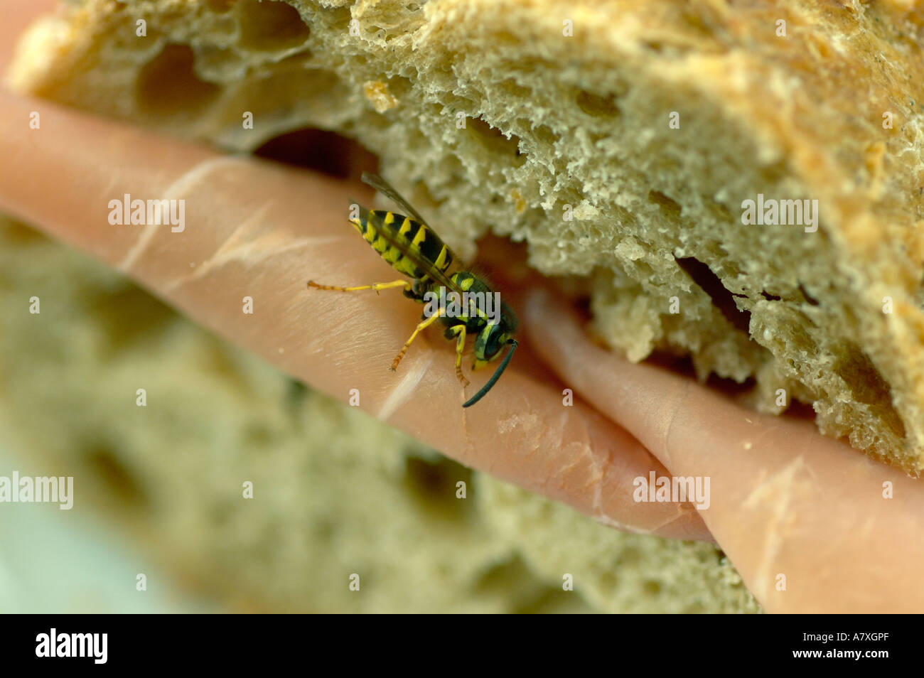 wasp stealing ham out of sandwich. (c) by uli nusko, ch-3012 bern Stock Photo