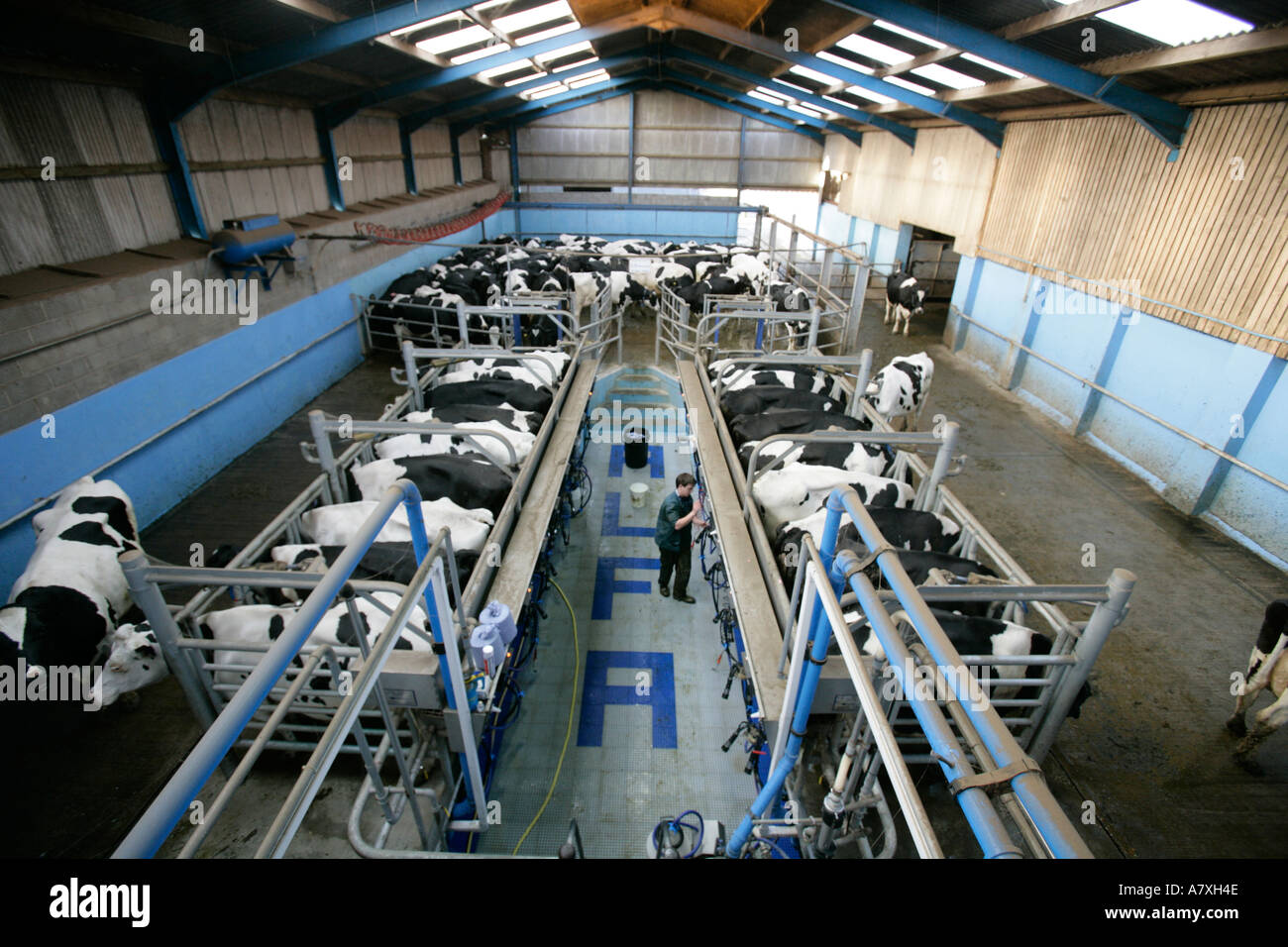 A farmer milking cows in a 14 14 fast exit milking parlour England UK