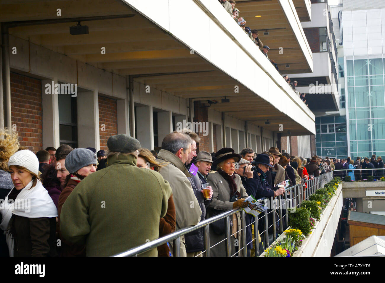 people are drinking between horse races at Cheltenham Gold Cup at ...