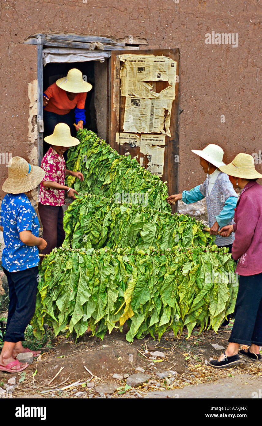 Tobacco yunnan china hi-res stock photography and images