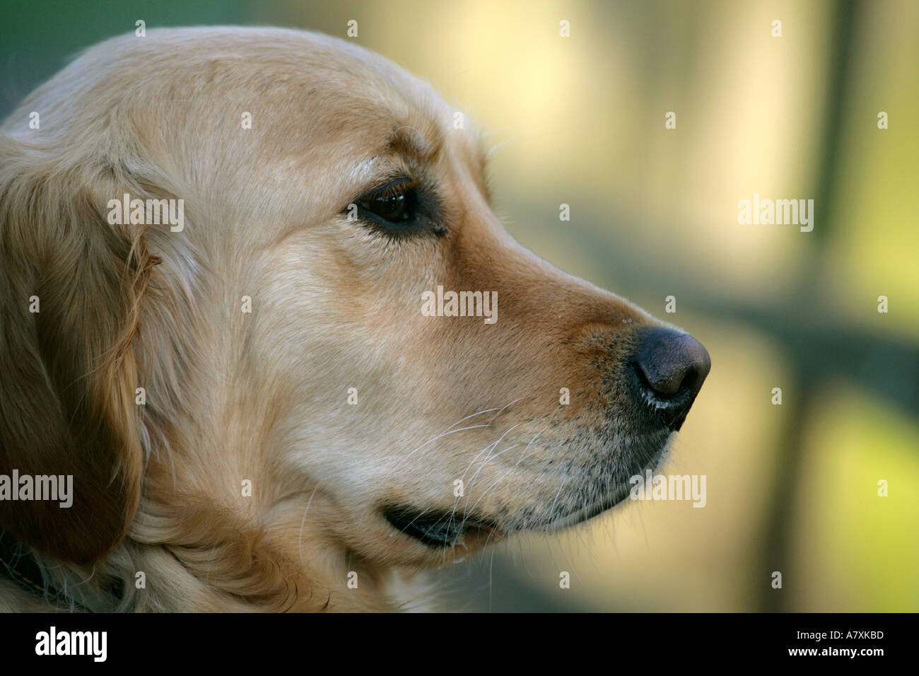 Golden Retriever dog head Stock Photo Alamy