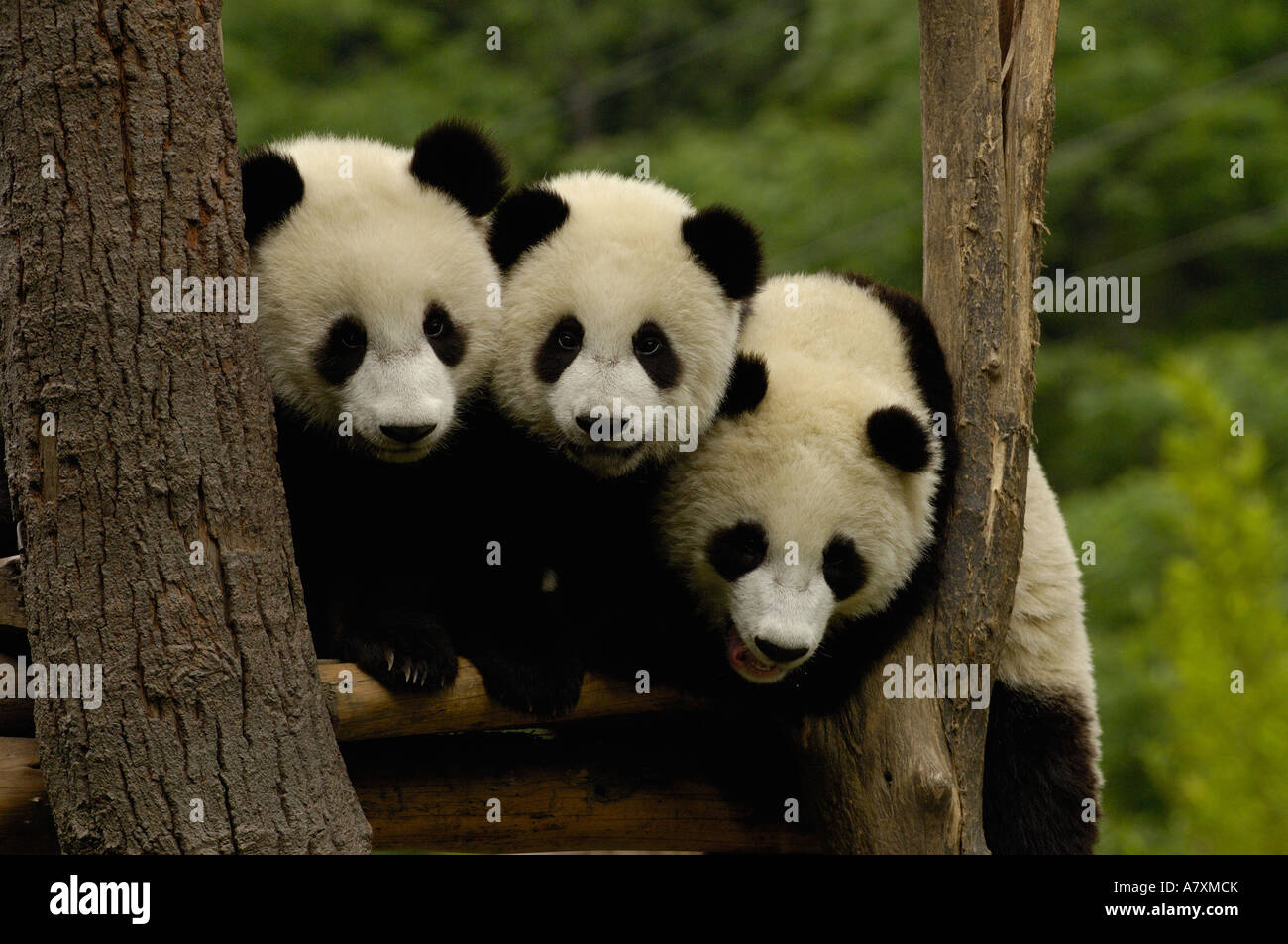 Giant panda babies Family: Ailuropodidae Stock Photo - Alamy