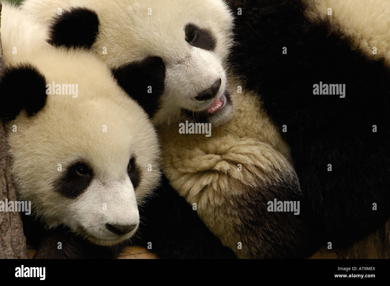 Everland's panda family ventures outdoors - in pictures