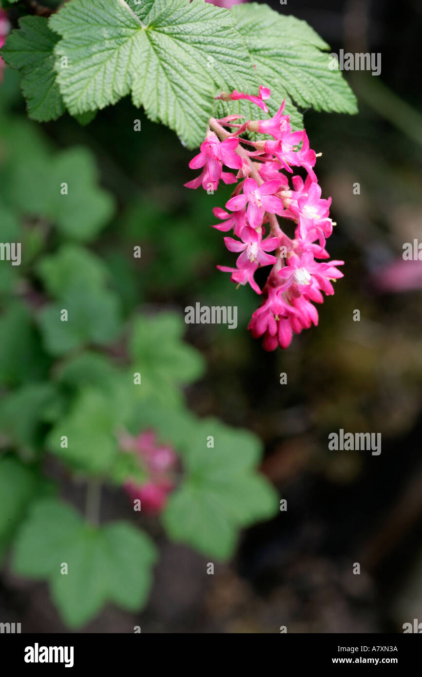 Flowering Currant Ribes sanguineum Stock Photo Alamy
