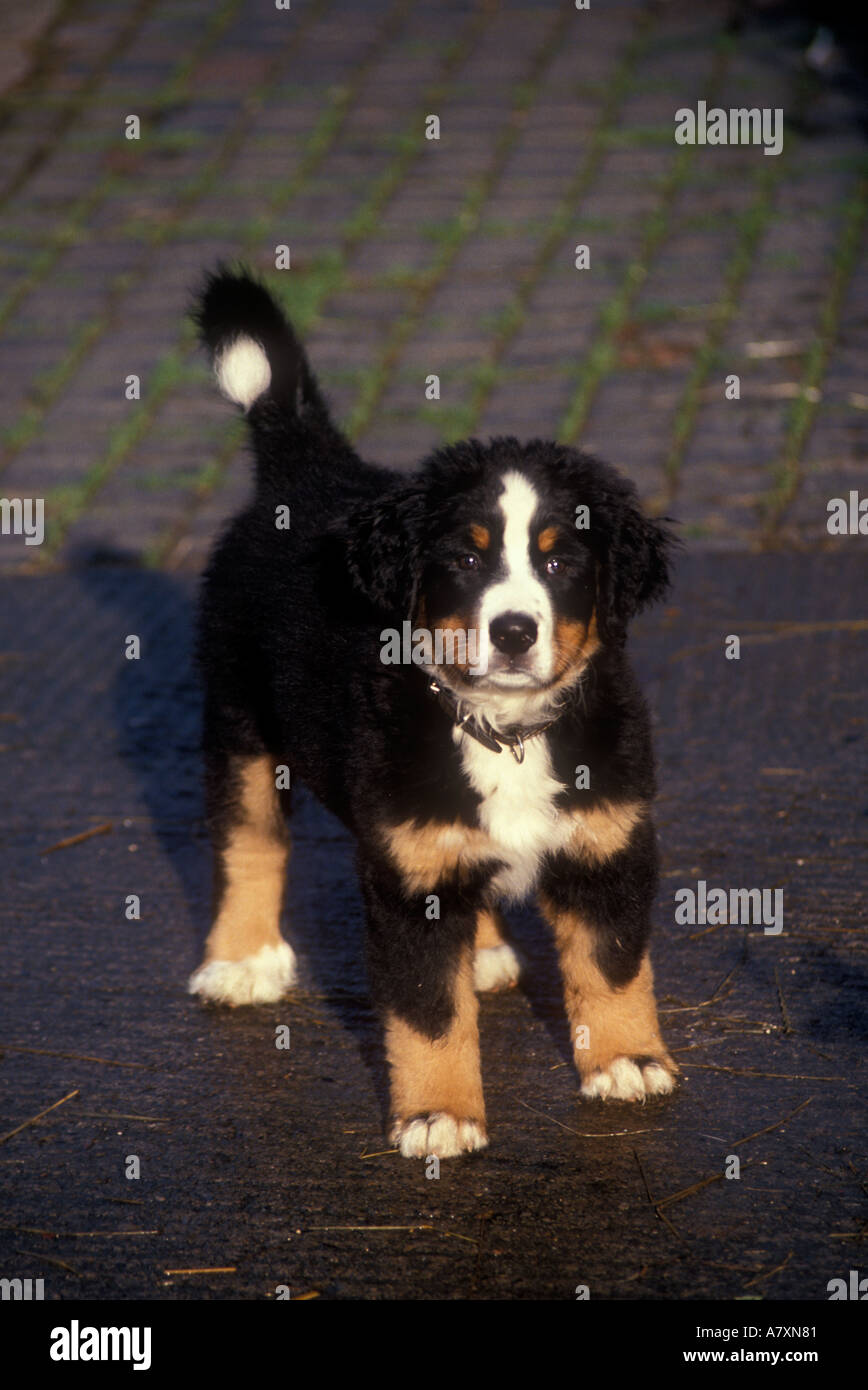 A cute Bernese Mountain dog puppy Stock Photo