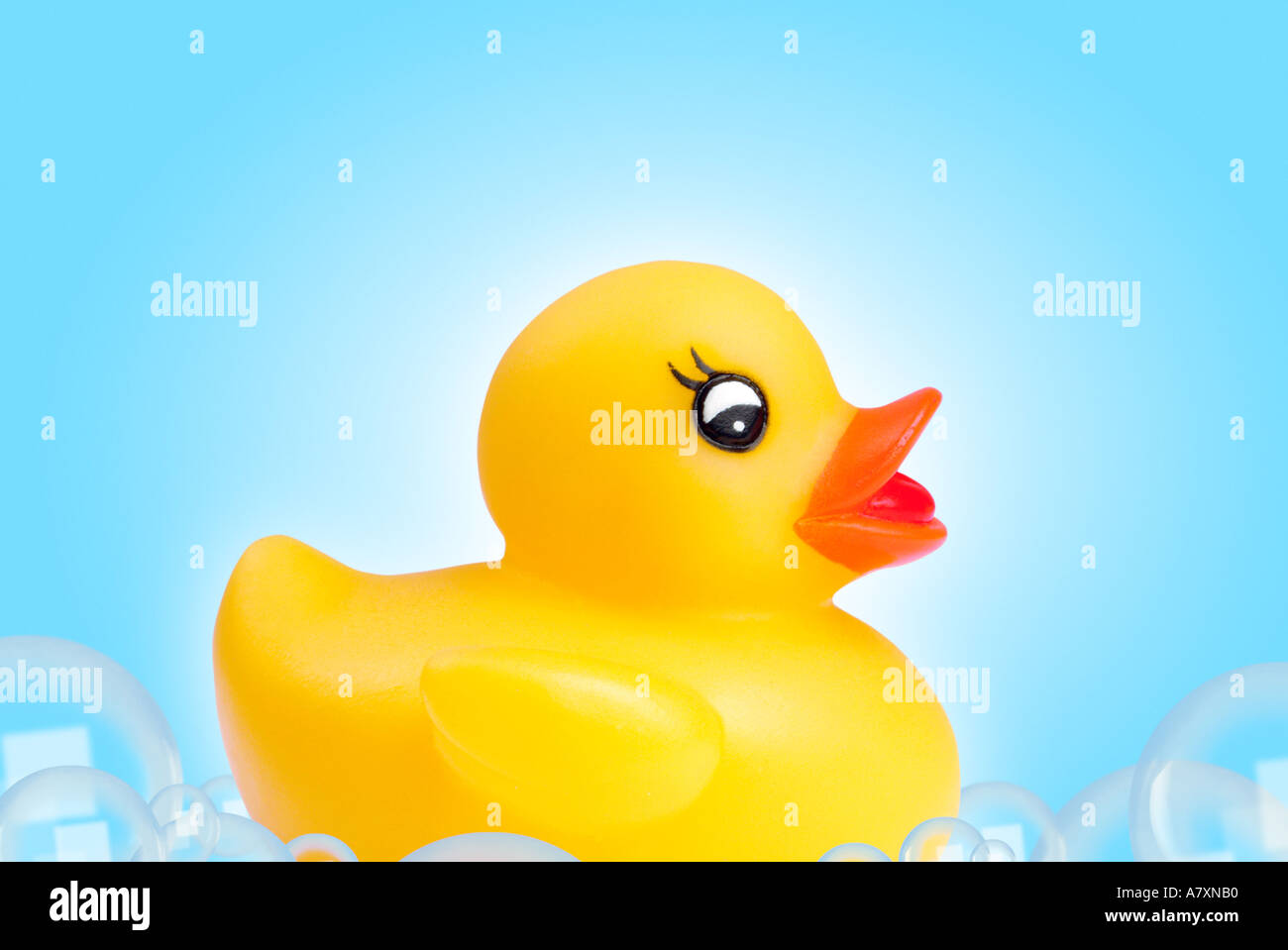 Duck Badeente Stock Photo