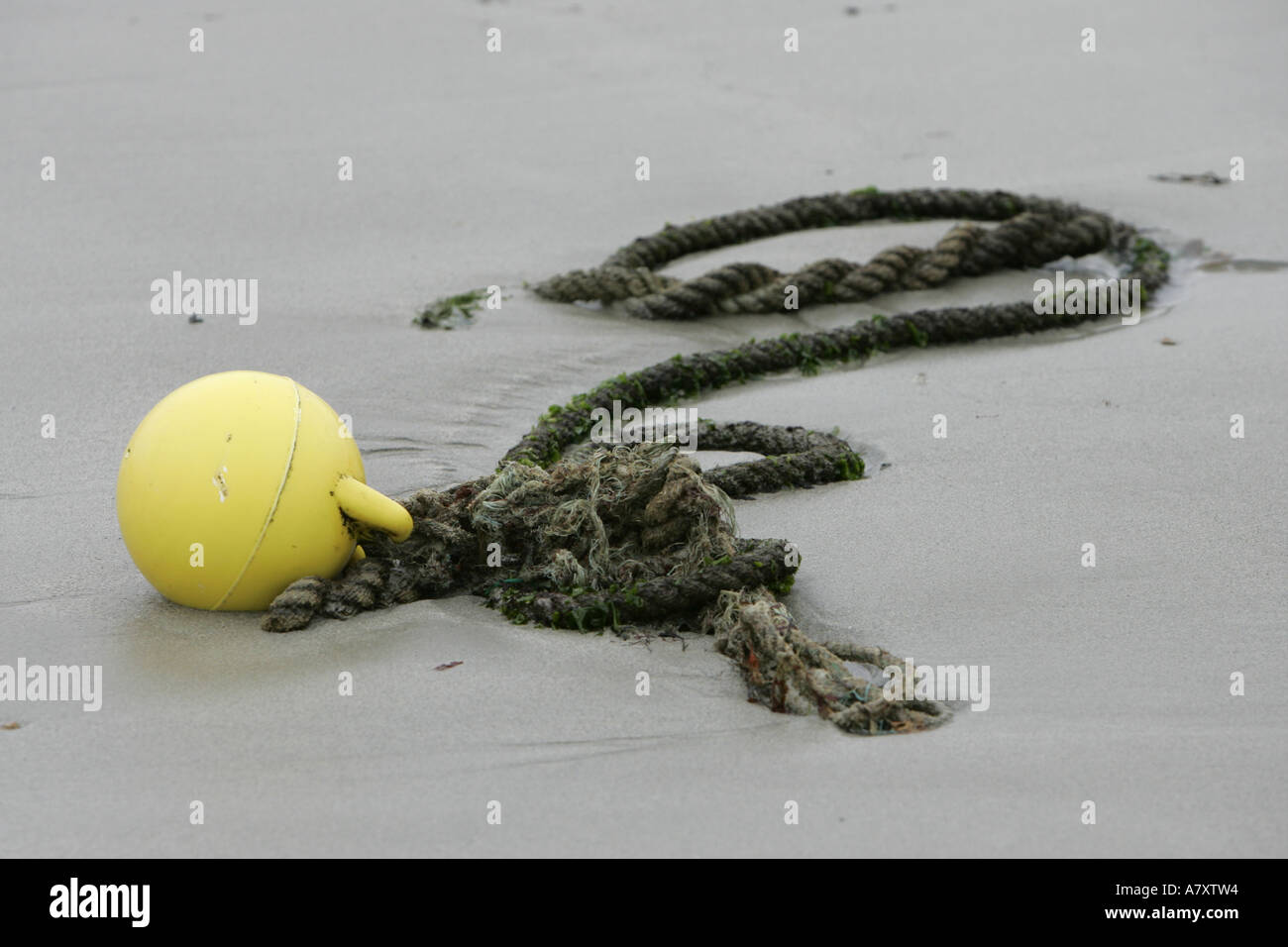 boat mooring rope with yellow float marker lying on wet sand at low ...