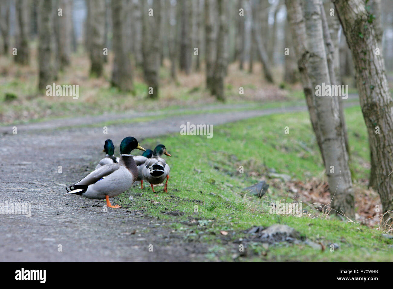 Mallard ducks walking up a woodland pathway on a small farm holding outside portadown county armagh northern ireland Stock Photo