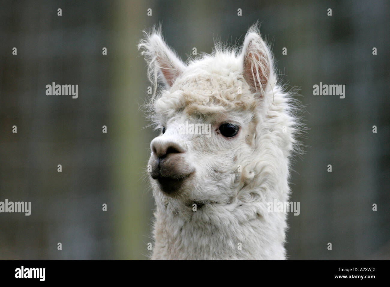 White Alpaca Vicugna pacos head close up on a small farm holding outside portadown county armagh northern ireland Stock Photo