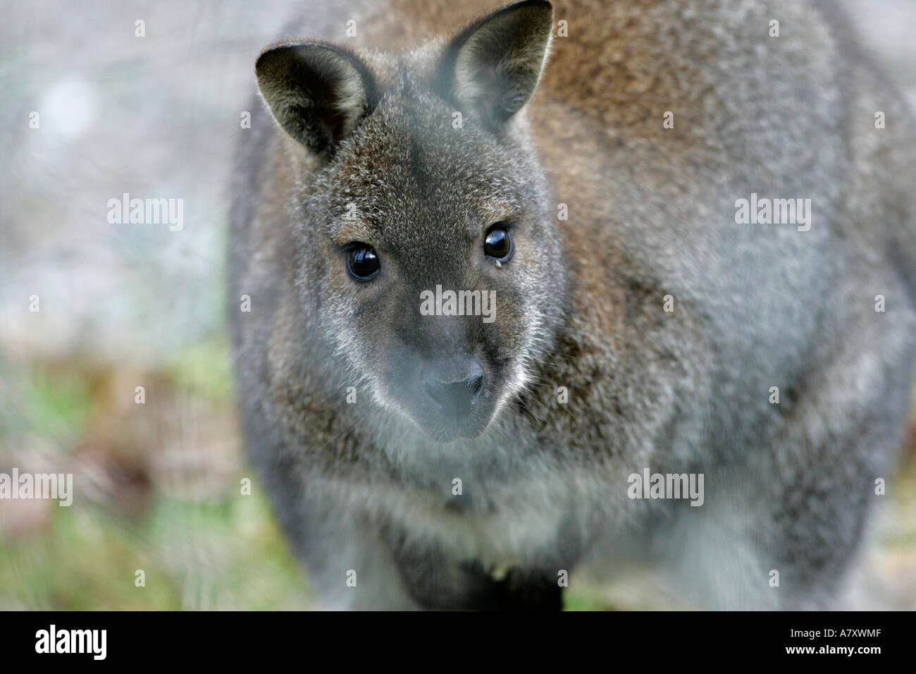 Wallaby macropod looks through wire fence to camera close up on a small farm holding outside portadown Stock Photo