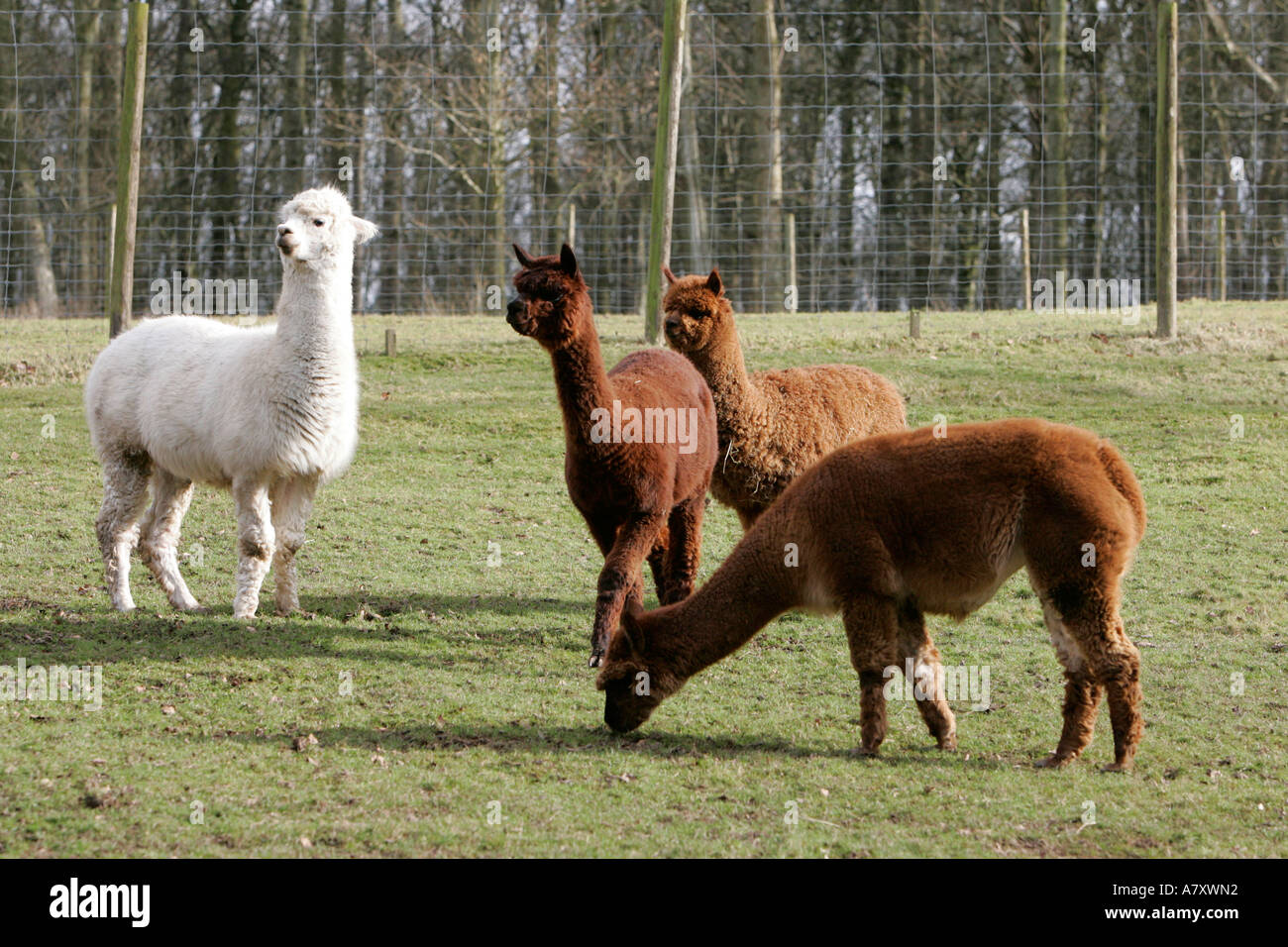 White and brown Alpaca Vicugna pacos in a fenced in field on a small farm holding outside portadown Stock Photo