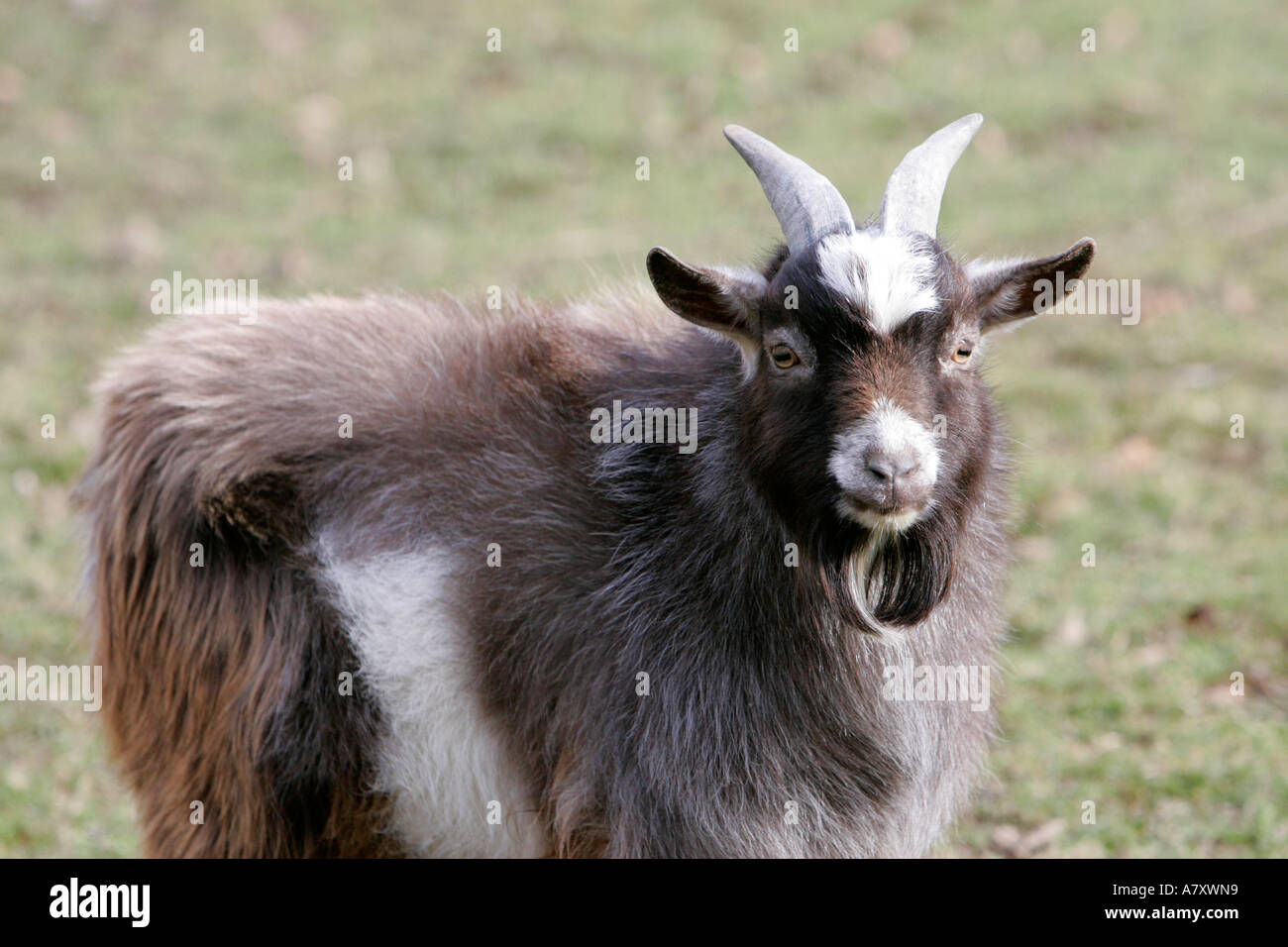 male Pygmy goat in a field on a small farm holding outside portadown