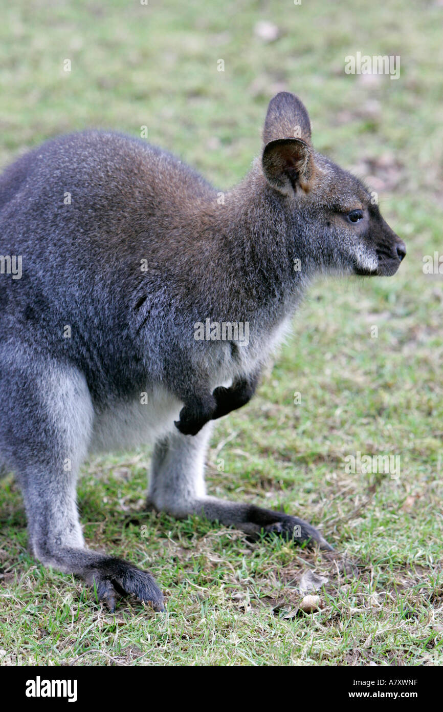 Wallaby macropod close up side on view sitting in a field on a small farm holding outside portadown Stock Photo