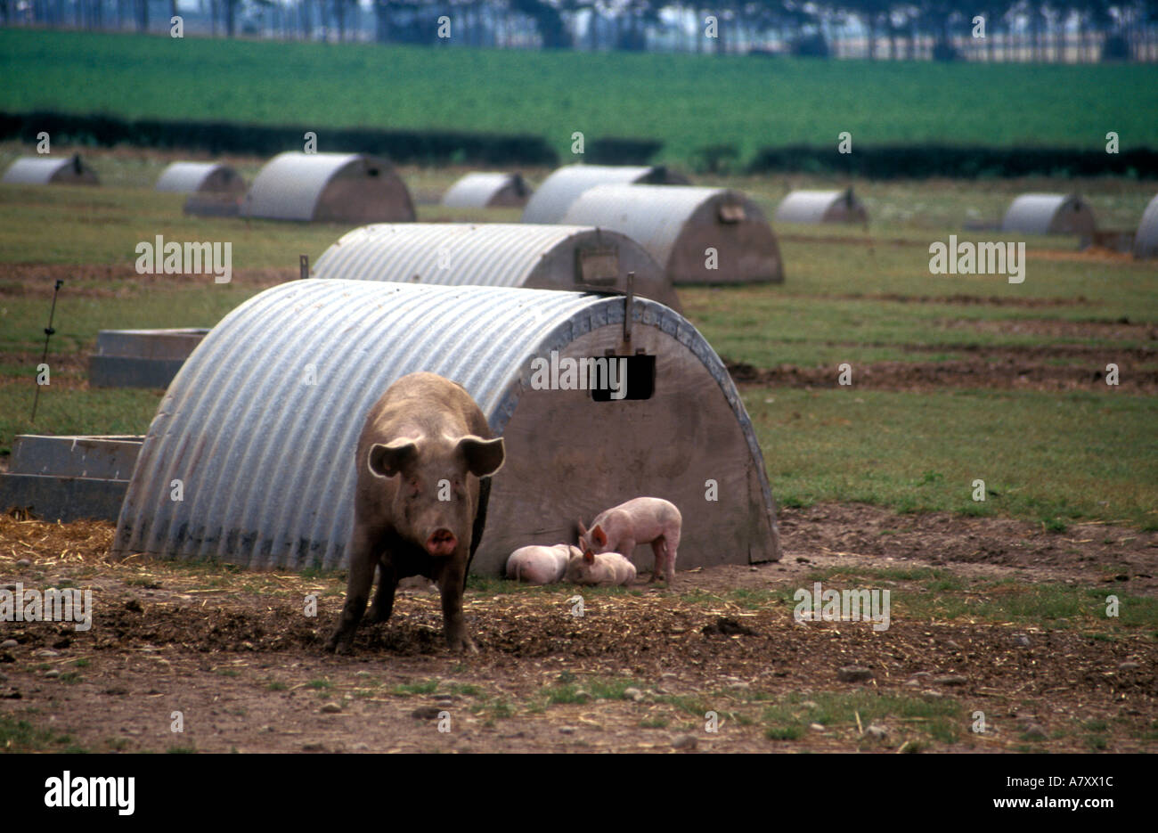 Free range pigs in Nottinghamshire UK Stock Photo