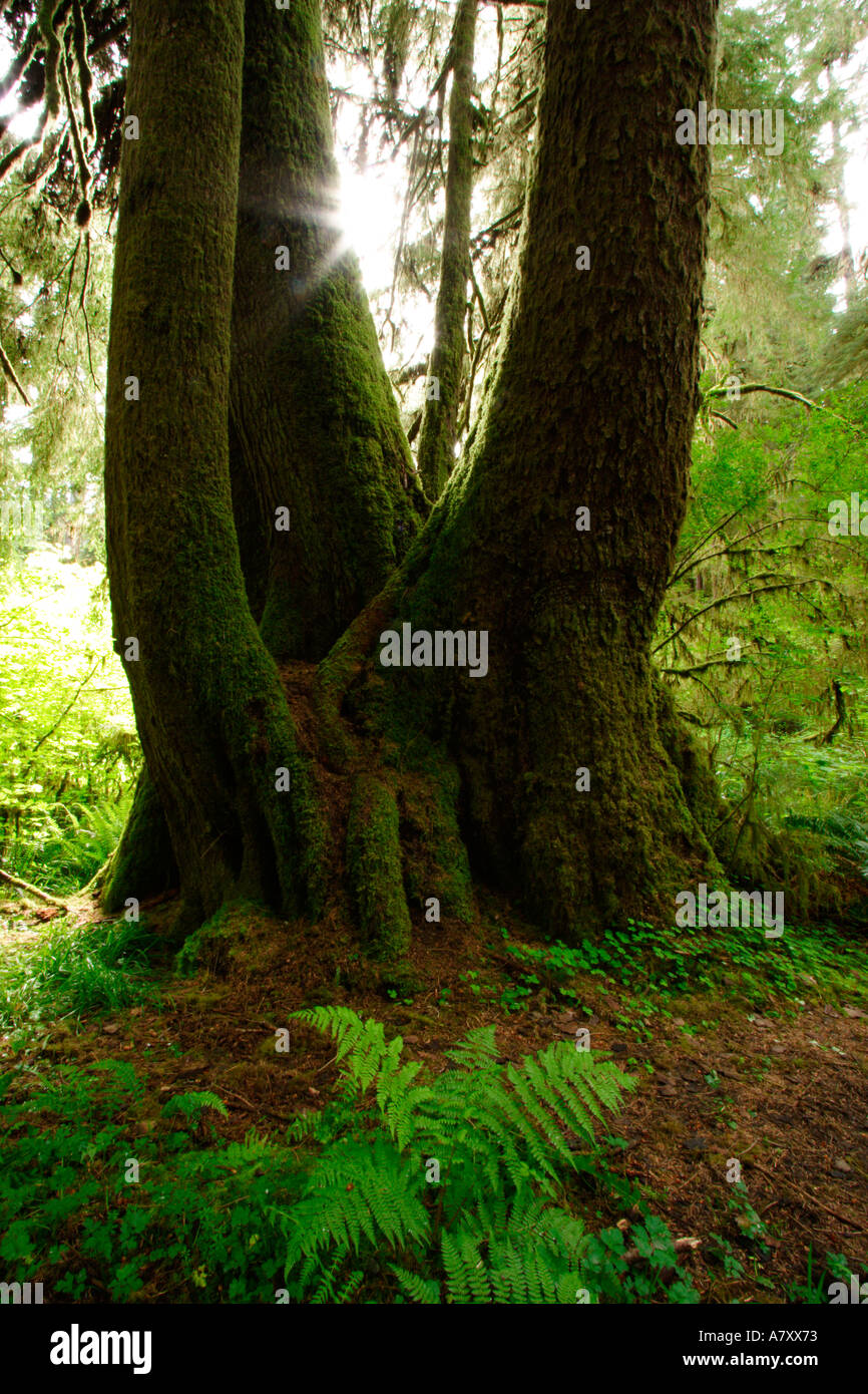 Old Growth Tree Stock Photo