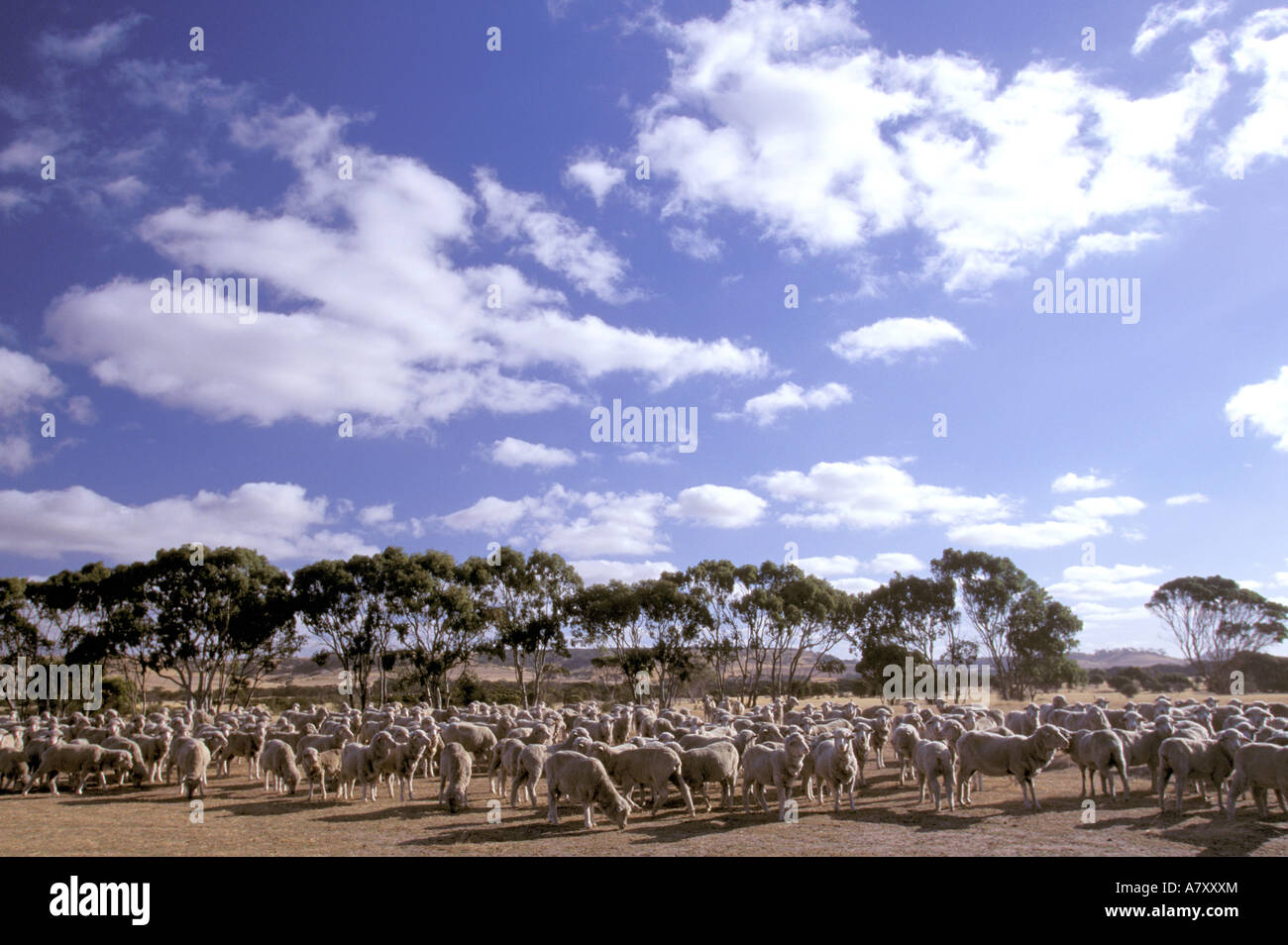 Australia, South Australia, Kangaroo Island, Sheep Station Stock Photo