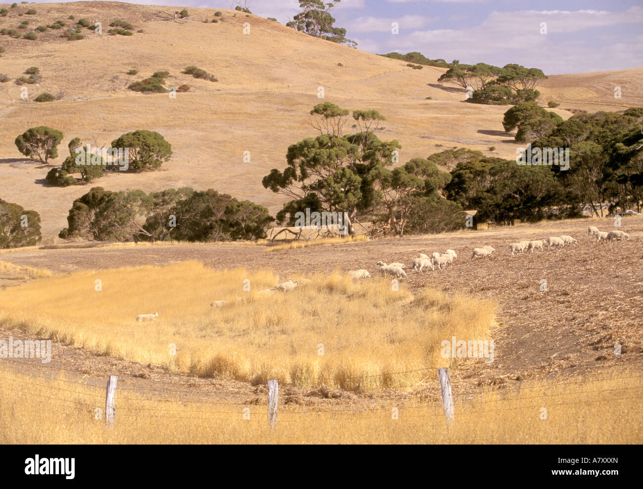 Australia, South Australia, Kangaroo Island, Sheep Station Stock Photo
