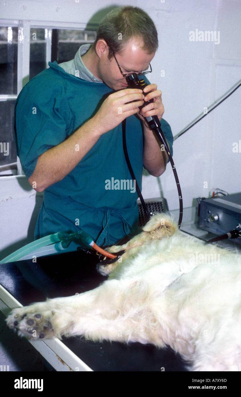 Vet using endoscope on dog Stock Photo Alamy