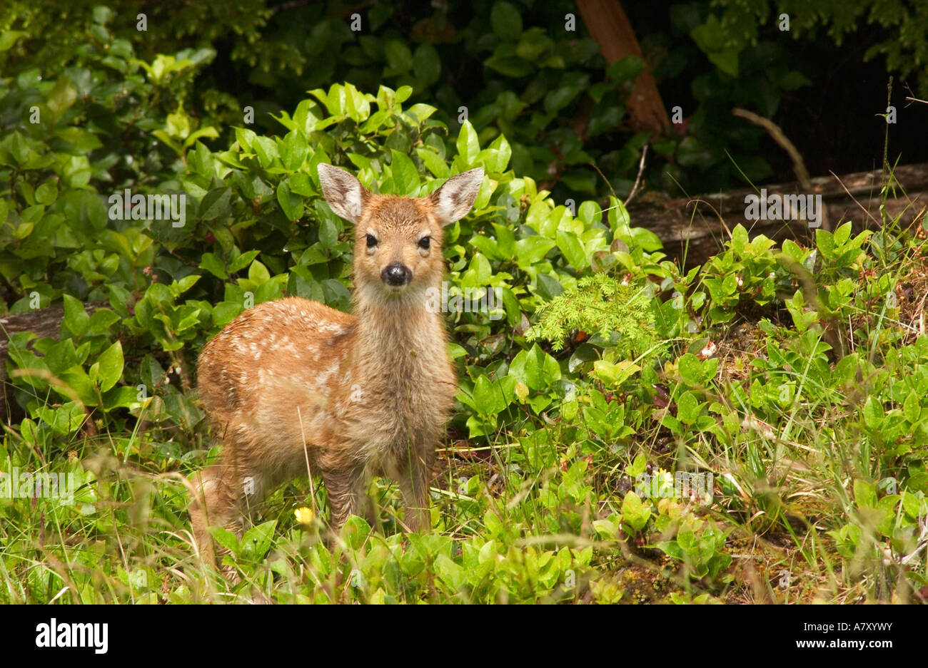 Queen Charlotte Islands Fawn white-tailed deer British Columbia
