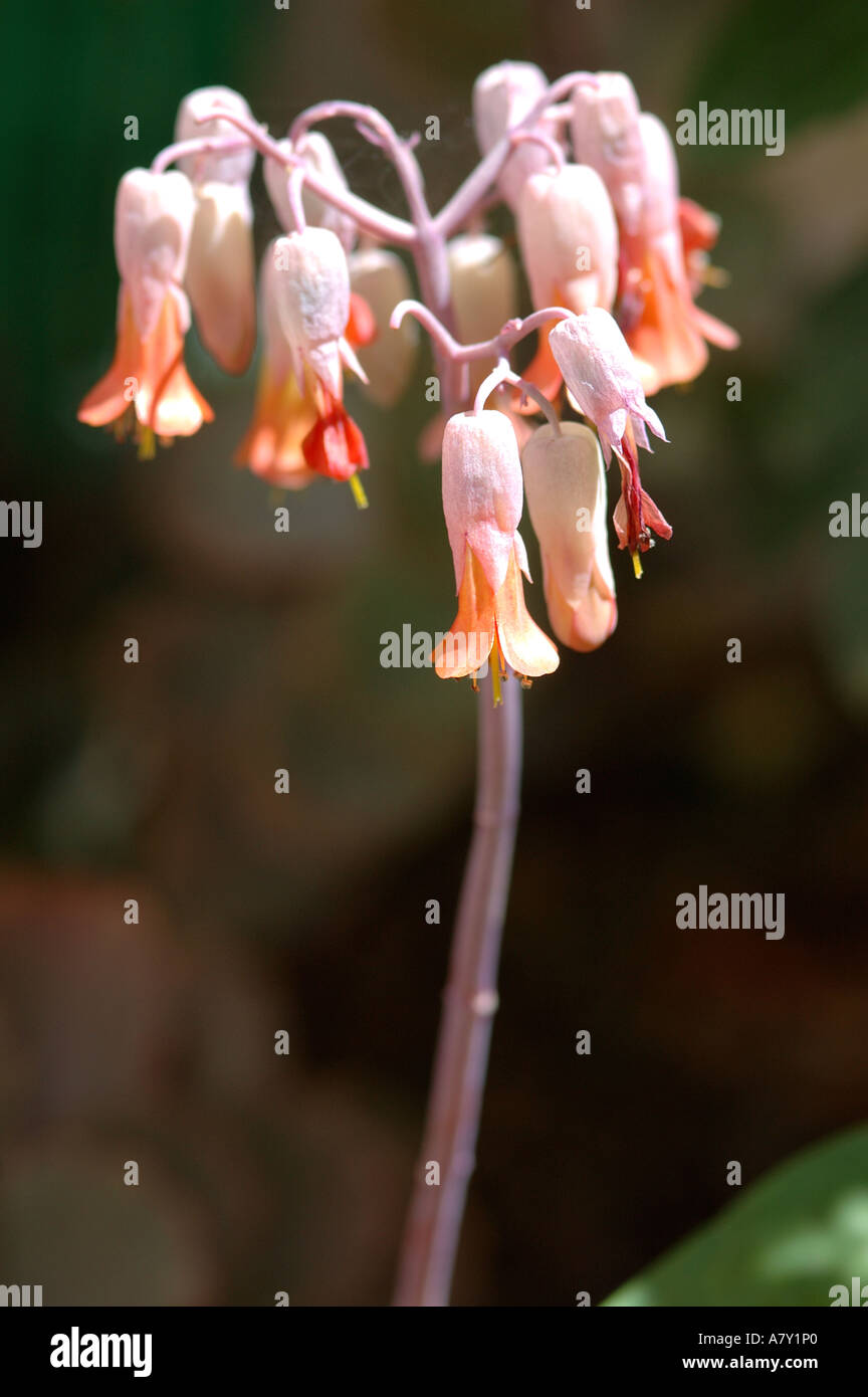 Pink orange bell flowers Stock Photo