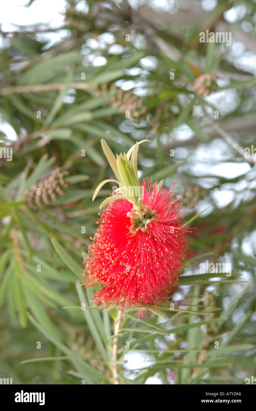 Bottle brush Tree Flowering Stock Photo Alamy