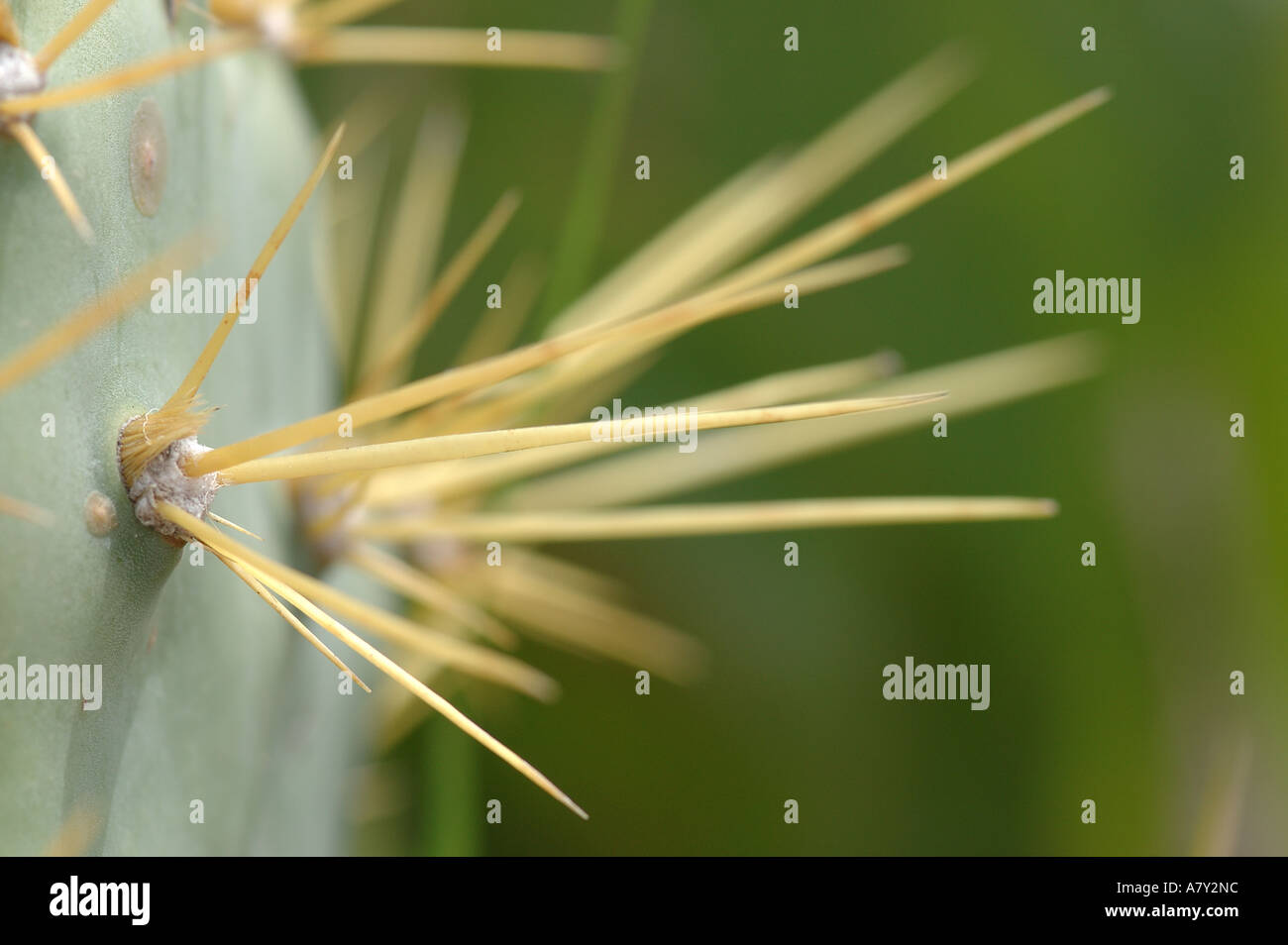 Close up of Cactus spikes Stock Photo Alamy