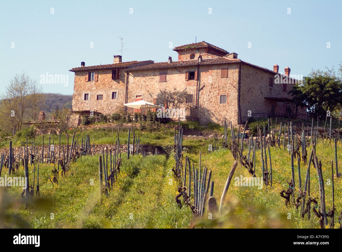 The vines begin their spring growth at Asciutto, a farm and vineyard near Greve in the Chianti area of Tuscany, Italy. Stock Photo