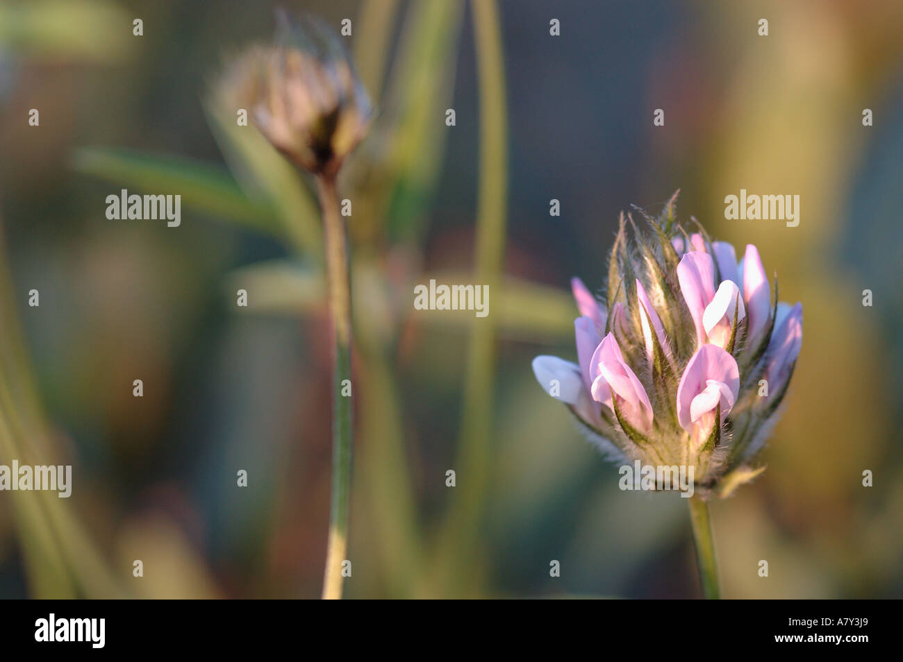 Tenerife clover hi-res stock photography and images - Alamy