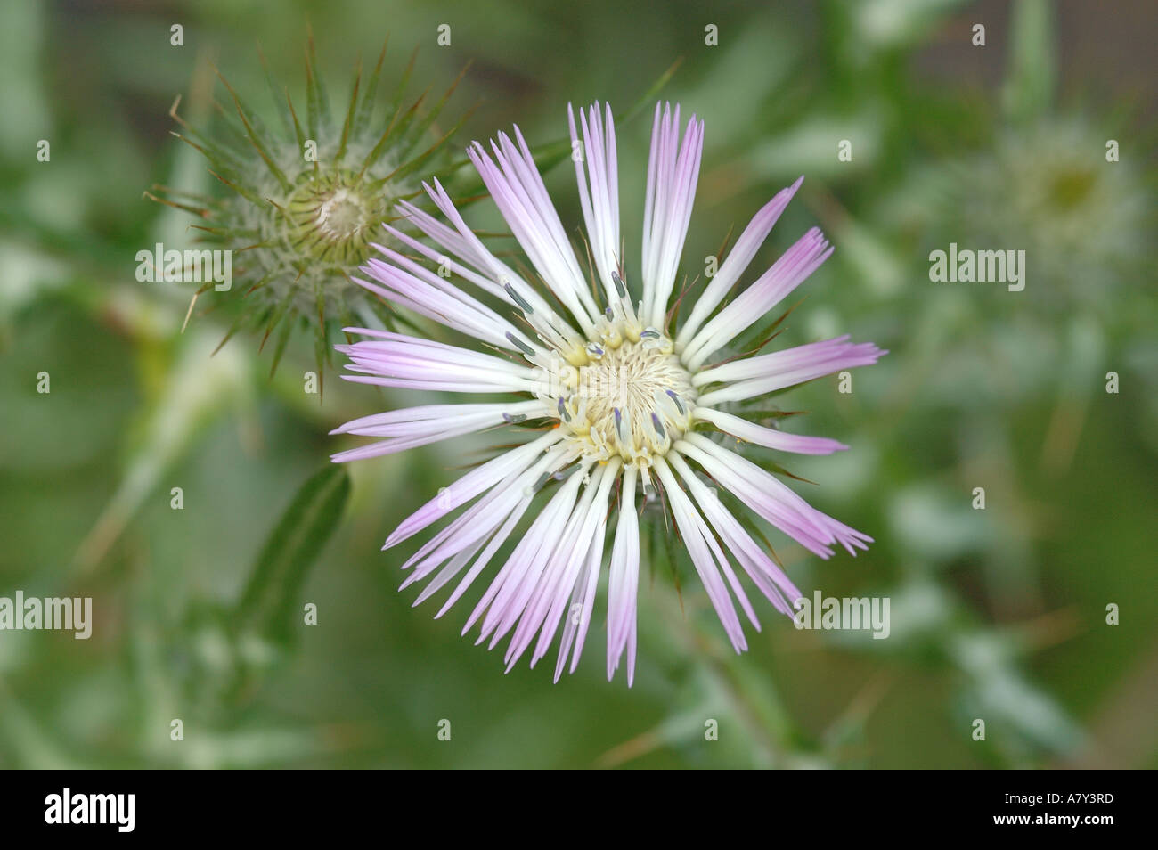 Purple desktop wallpaper hi-res stock photography and images - Alamy
