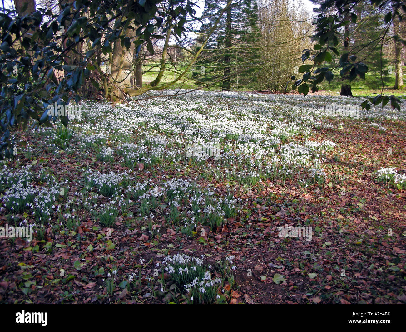 Snowdrops and woodland Stock Photo
