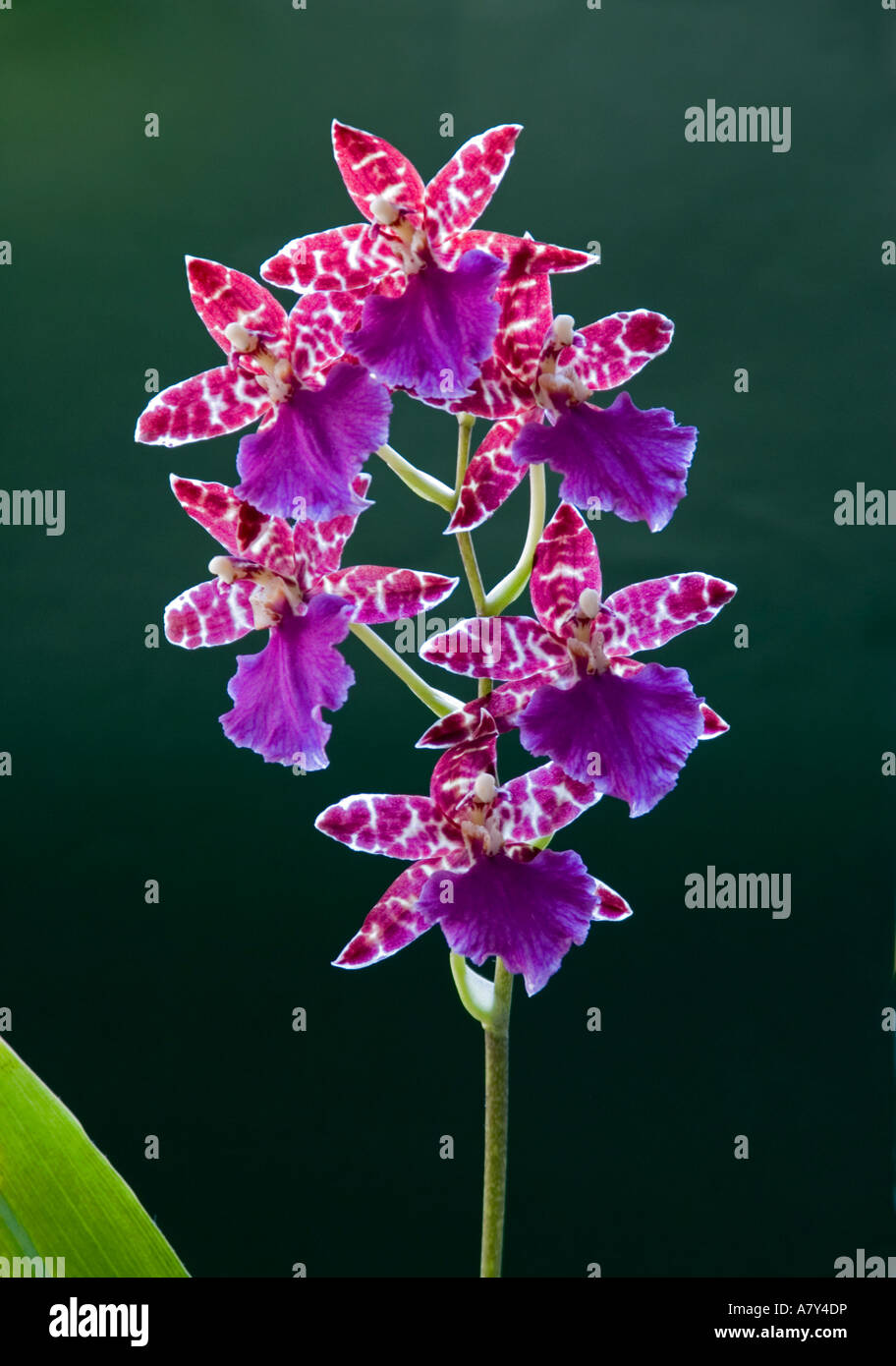 Purple orchid Odontoglossum Stock Photo