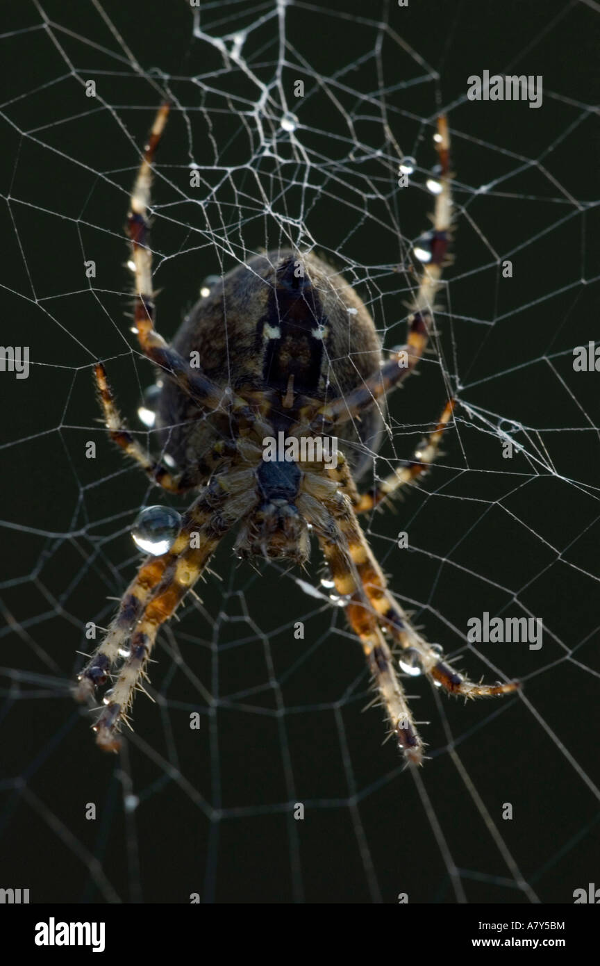 Translucent Orb Spider White translucent spider hi-res stock photography and images - Alamy
